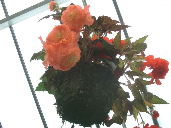 begonia_d