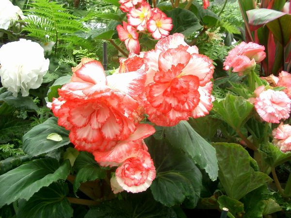 begonia_f